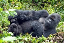 Double Gorilla Trek Uganda and Rwanda