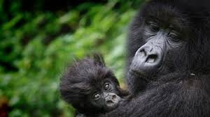 Buhoma Gorilla Group