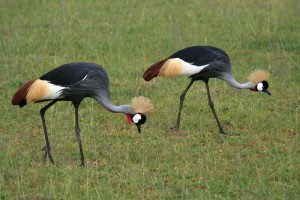 Uganda Birding Tour