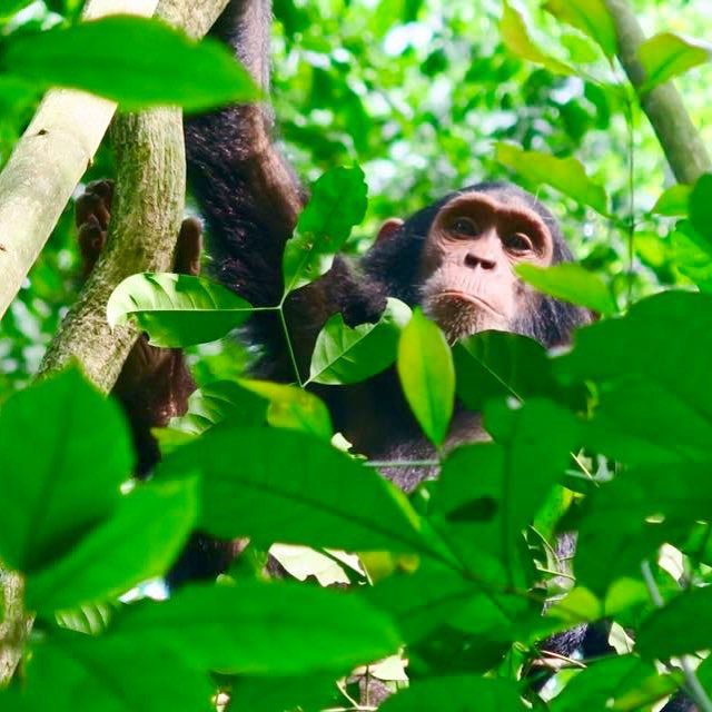 Chimpanzee Tour Ngamba Island on Budget for 3 Days