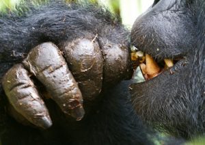 Uganda Primate Safari 