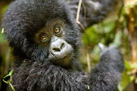 Rwanda Gorilla Tracking