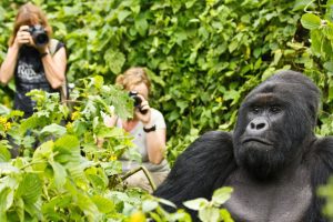 Triple Gorilla Tour Rwanda