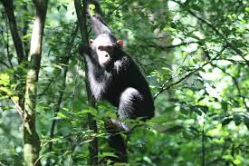 Chimpanzee Tracking 