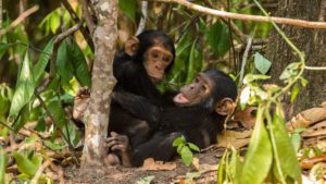 Chimpanzee Tracking in Kibale Forest 