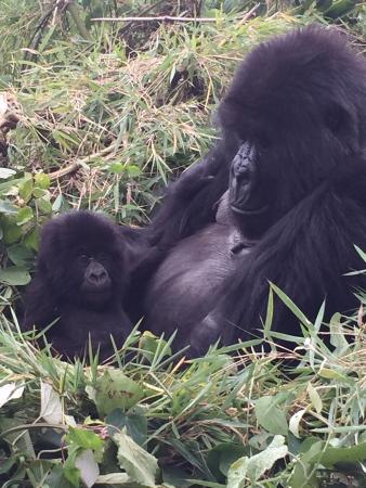 1 Day Gorilla Trekking Uganda in Mgahinga National Park for Gorilla Tour 