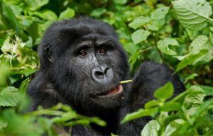 Bwindi Forest Uganda