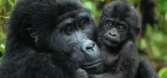 1 Day Group Gorilla Trekking Tour in Uganda Mgahinga National Park