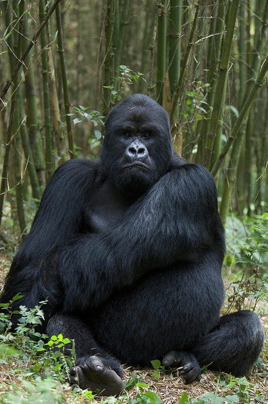 Mubare Gorilla Family in Bwindi Forest in Buhoma Gorilla Group 
