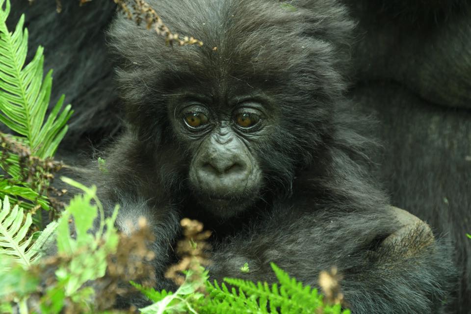 Gorilla Trekking Rwanda at Volcanoes National Park