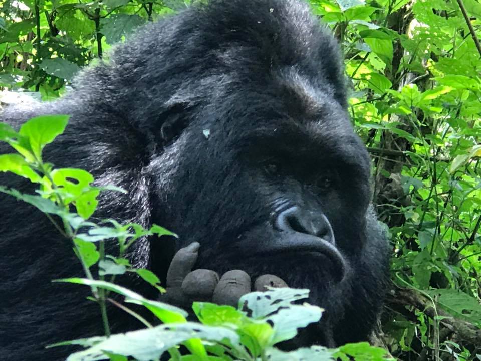 Bitukura Gorilla Group in Buhoma Bwindi Forest for Gorilla Trekking 