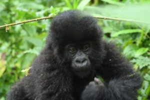 Gorilla Trekking and Batwa Trail in Mgahinga Park 